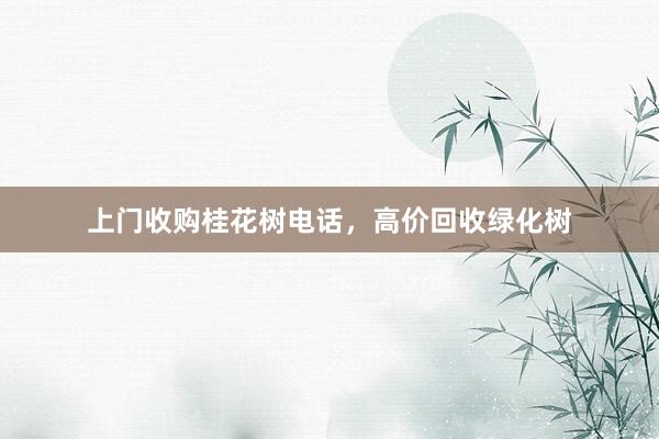 上门收购桂花树电话，高价回收绿化树